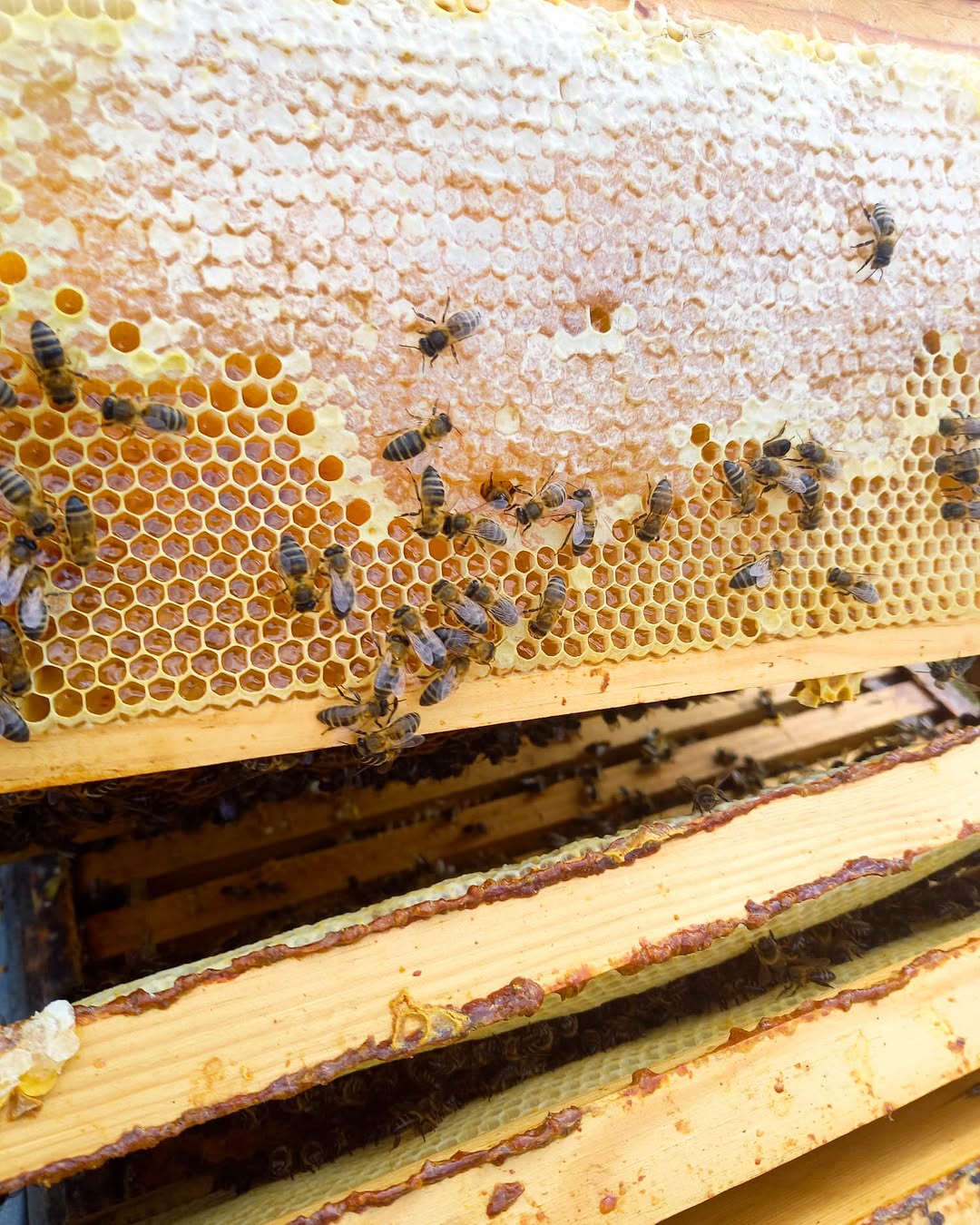 Es muy importante revisar las colmenas-  cuando nuestras colonias crecen, les damos más cuadros 